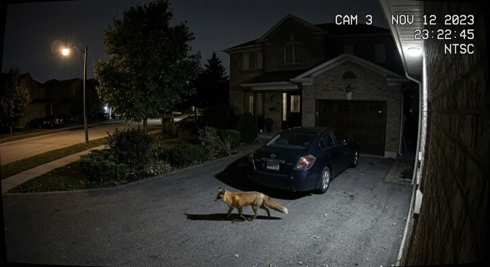 Car theft: Motion alert cleared locally. Motion triggered; local AI clears it — a fox crossing the driveway.