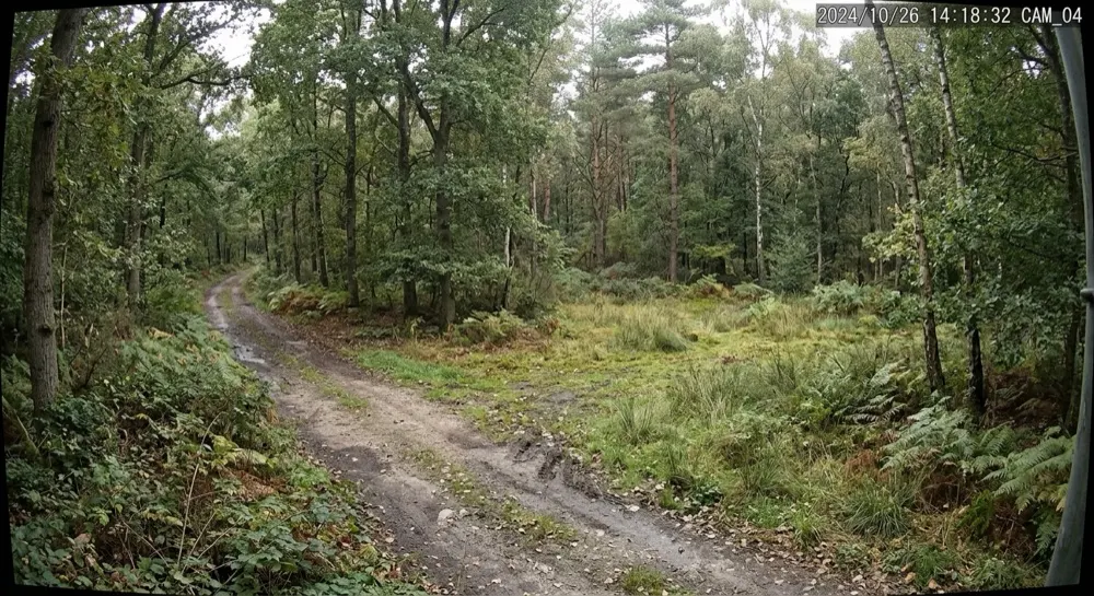Defence: No motion. No motion alert — quiet empty woodland.