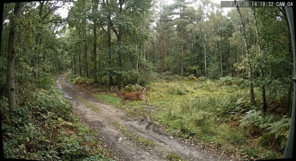 Defence: Motion alert cleared locally. Motion triggered; local AI/radar qualifies it as OK (a deer running past).