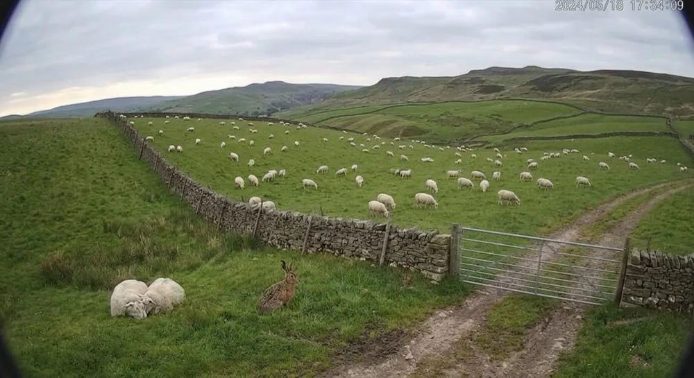 Dog worrying livestock: Motion alert cleared locally. Motion triggered; local AI clears it — a hare, flock undisturbed.