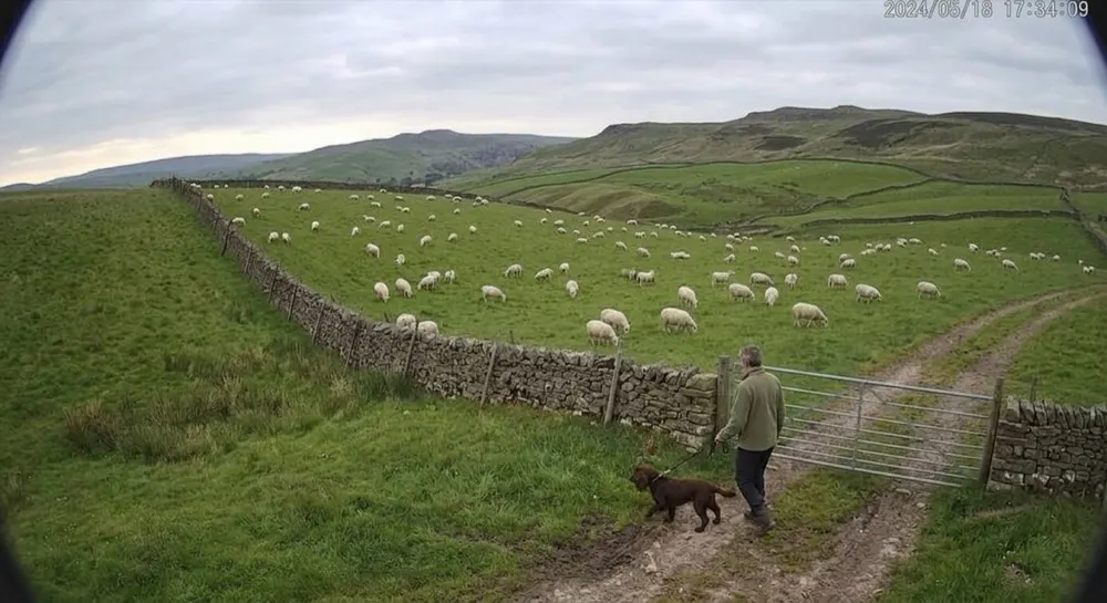Dog worrying livestock: Camera alert cleared by generative AI. Dog escalated for analysis; Gen AI clears it — dog on a lead, flock calm.