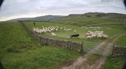 Alert frame for Dog worrying livestock
