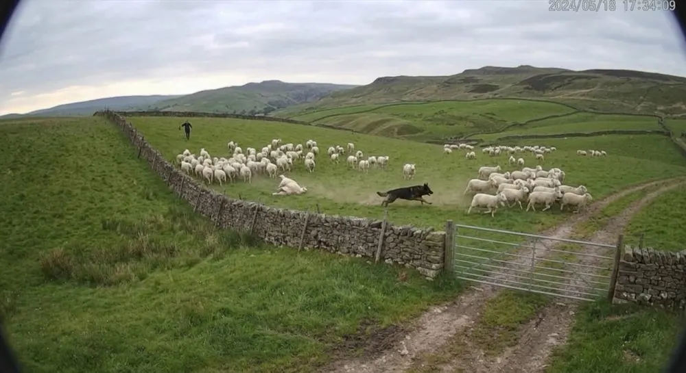 Dog worrying livestock: Generative AI raises alert. Gen AI confirms an attack — dog off the lead chasing a scattering flock: livestock worrying.