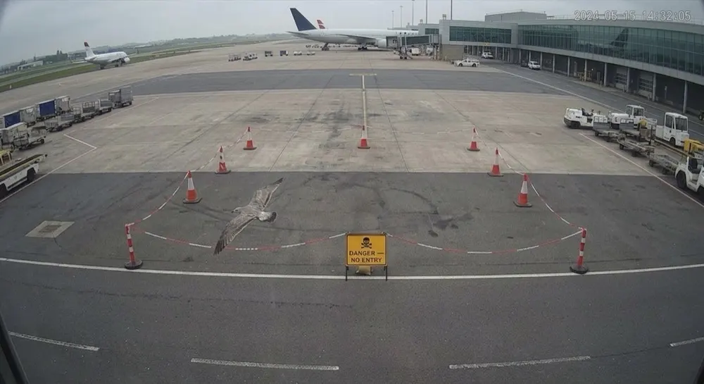 Exclusion zone (apron): Motion alert cleared locally. Motion triggered; local AI clears it — a bird crossing the apron outside the zone.