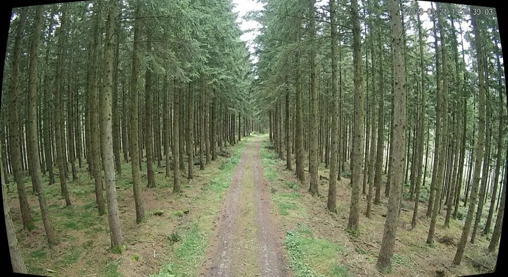Illegal logging: No motion. No alert — intact forest, nothing happening.