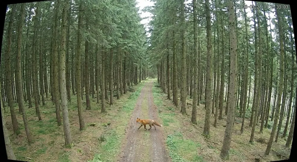 Illegal logging: Motion alert cleared locally. Motion triggered; local AI clears it — a fox passing through.