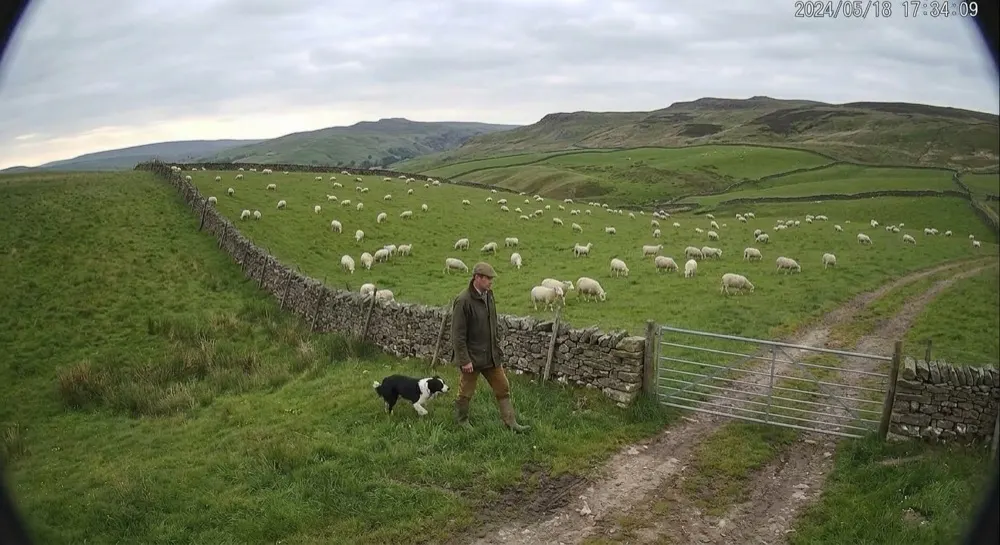 Livestock count: Generative AI report. Timed capture. Generative AI counts 24 sheep and notes a person with a dog walking the flock. Count unchanged since morning; logged.