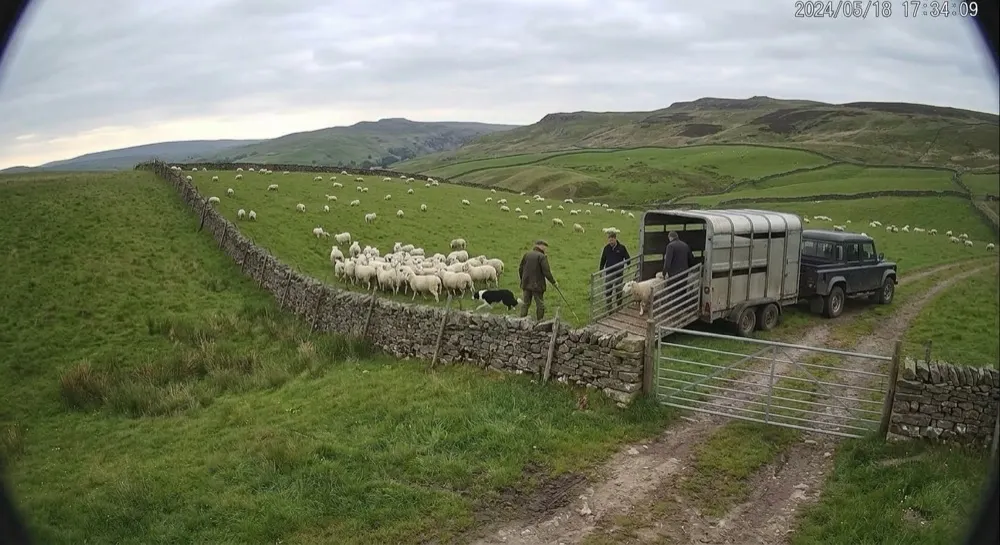Livestock count: Generative AI raises alert. Next timed capture. Generative AI counts 17 sheep, seven fewer than at 14:00, and a livestock trailer at the gate. The count rule fires and the farmer is alerted with the frame.