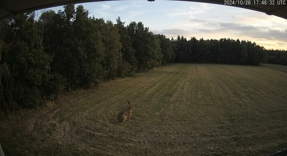 Poacher detection: Motion alert cleared locally. Motion triggered; local AI clears it — a hare in the field.