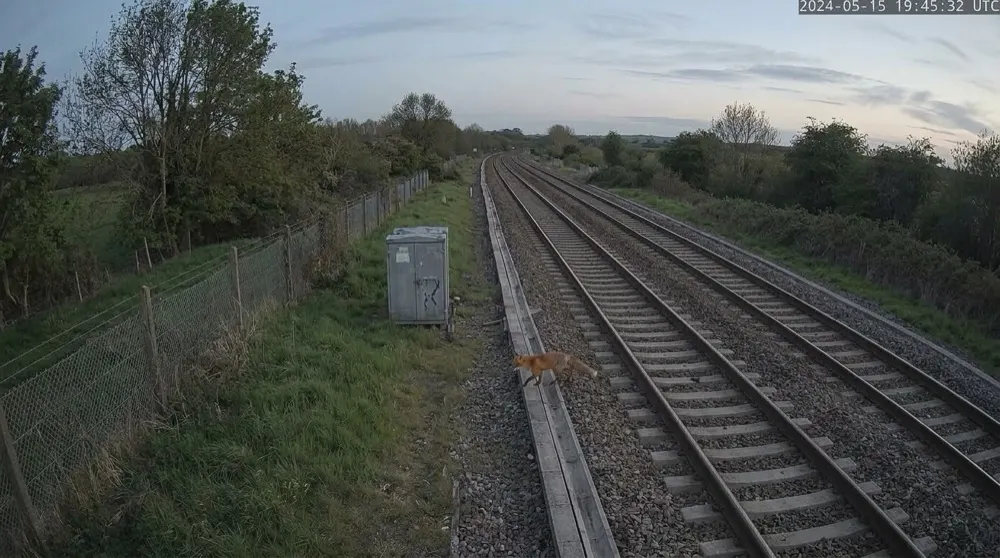 Rail cable theft: Motion alert cleared locally. Motion triggered; local AI clears it — a fox on the lineside.