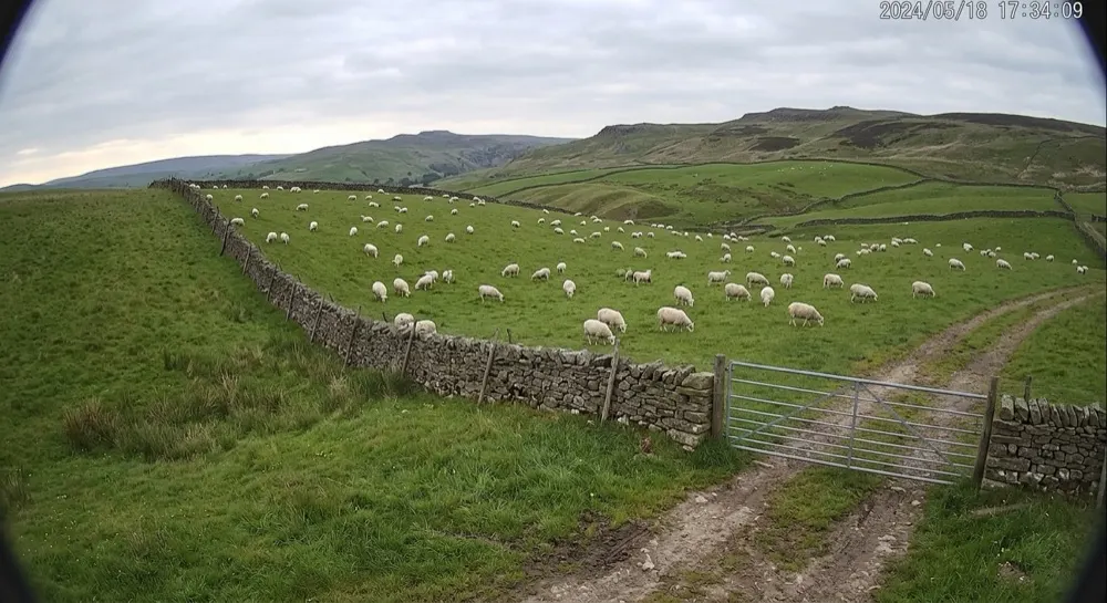 Sheep rustling: No motion. No alert — flock grazing peacefully, nothing unusual.