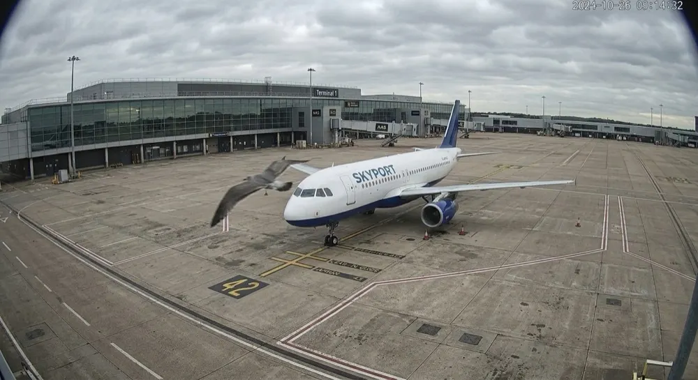 Unattended aircraft: Motion alert cleared locally. Motion triggered; local AI clears it — a bird crossing the apron.