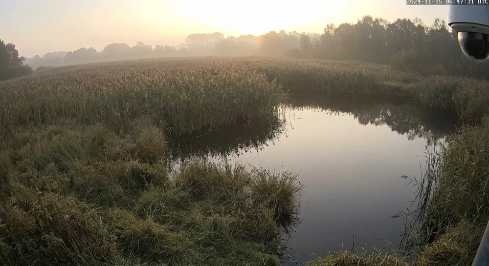 Wildlife monitoring: No motion. No alert — quiet habitat at dawn.