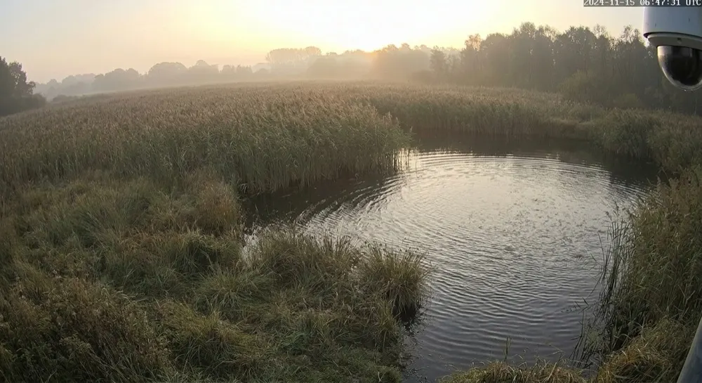 Wildlife monitoring: Motion alert cleared locally. Motion triggered; local AI clears it — vegetation moving in the wind.