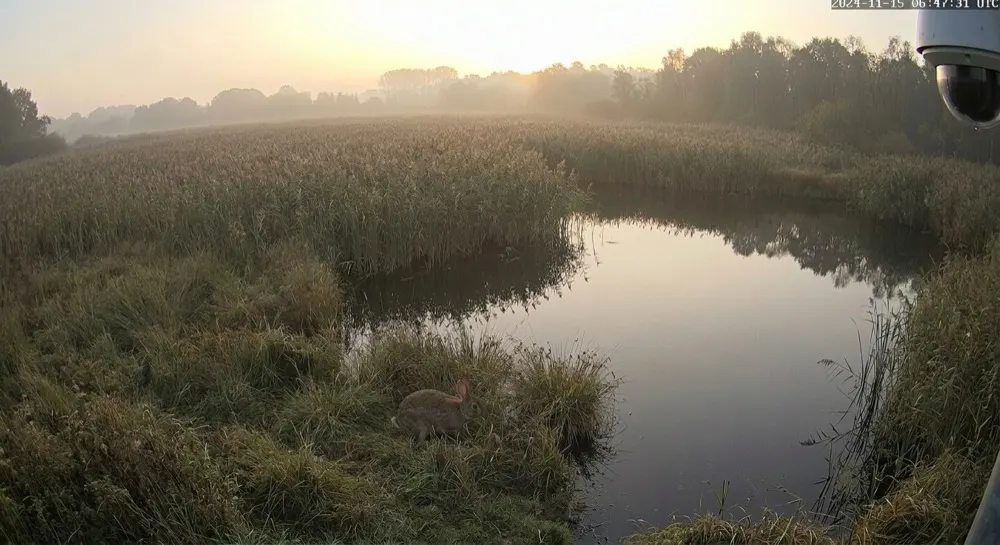 Wildlife monitoring: Camera alert cleared by generative AI. Escalated for identification; Gen AI logs it as routine — a common rabbit grazing.