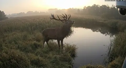 Alert frame for Wildlife monitoring