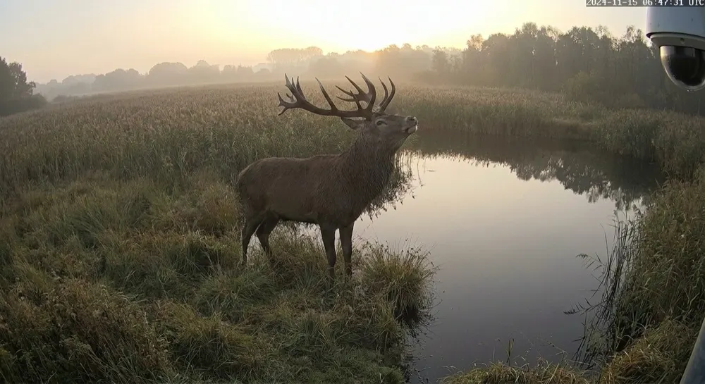 Wildlife monitoring: Generative AI raises alert. Gen AI flags a notable sighting — a mature red deer stag, logged and alerted to rangers.